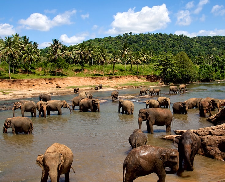 Les animaux au Sri Lanka