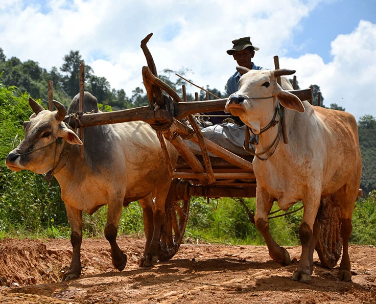 Animals in Myanmar 