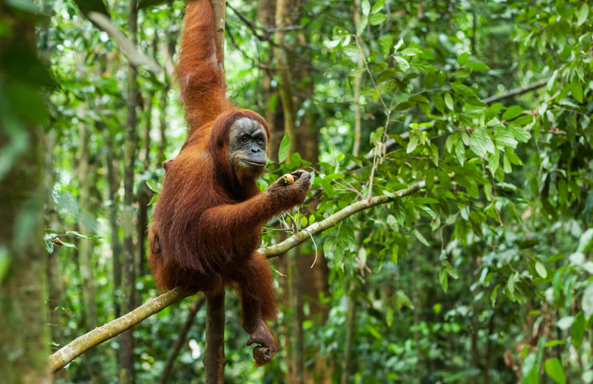 Animales de Sumatra