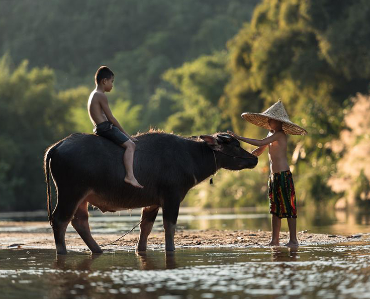 Les animaux que vous croiserez au Vietnam