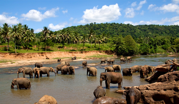 Discover Asia – Safari and wildlife tours